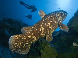 new-species-extinct-coelacanth-found-contemporary_52462_big