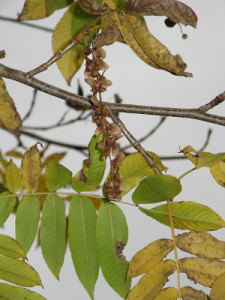 450px-Pterocarya_rhoifolia2