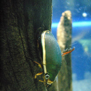 600px-Predaceous_diving_beetle
