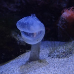 妖怪のような深海生物「オオクチボヤ」展示