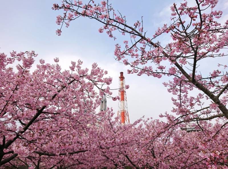 勿来発電所の｢河津桜｣が満開です
